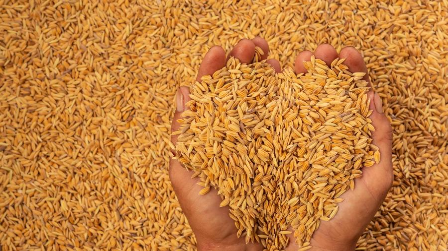 मूल्य निर्धारण नगरिँदा सस्तोमै धान बेच्न बाध्य कैलालीका किसान
